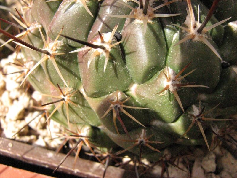 Fájl:Thelocactus conothelos saussieri-002.jpg