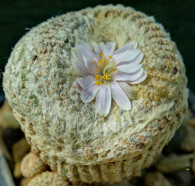 Fájl:Yavia cryptocarpa.Agy 02.jpg