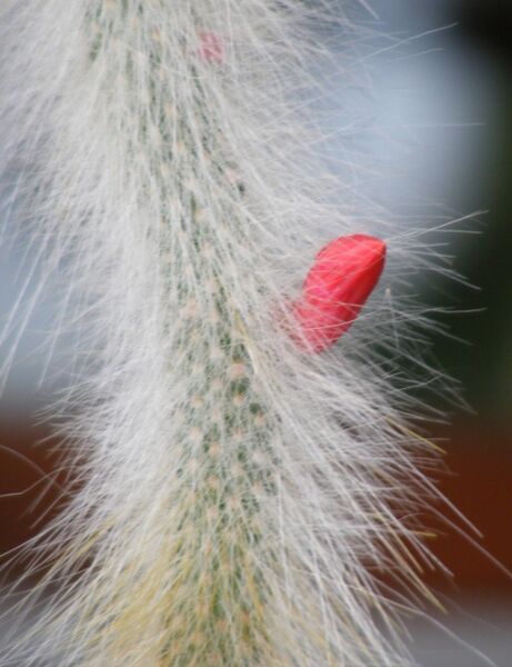 Fájl:Cleistocactus winteri colademono-001.jpg