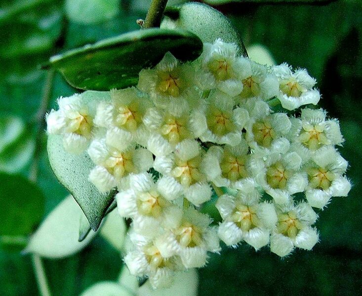 Fájl:Hoya lacunosa-006.jpg