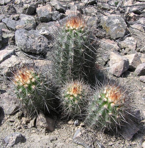 Fájl:Mila caespitosa subsp caespitosa-000.jpg
