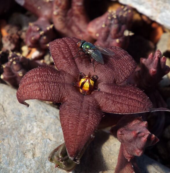 Fájl:Stapelia schinzii-1.jpg