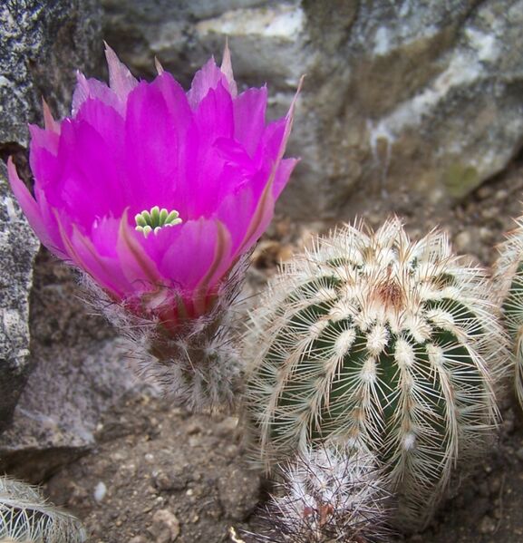 Fájl:Echinocereus reichenbachii perbellus-001.jpg