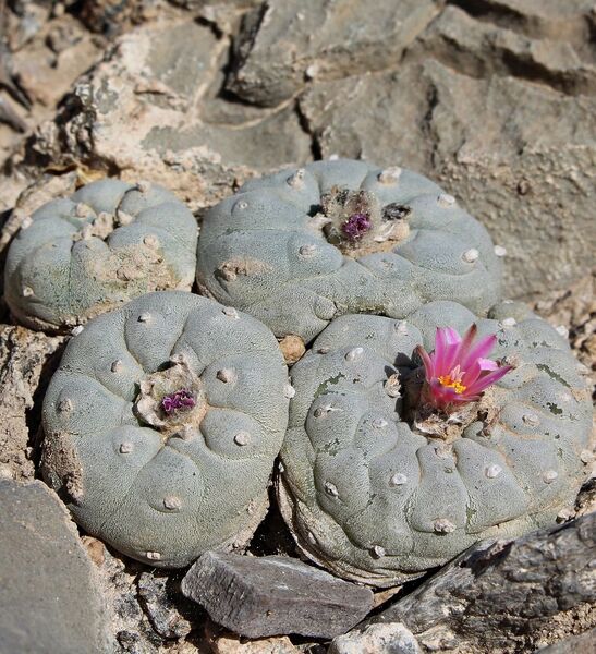Fájl:Lophophora fricii-003.jpg