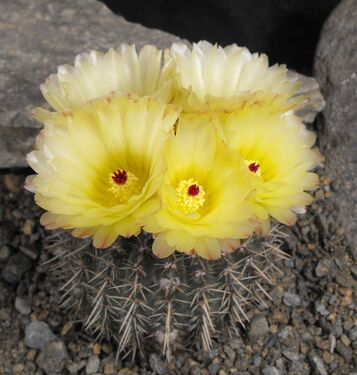 Notocactus mammulosus var. paucicostatus