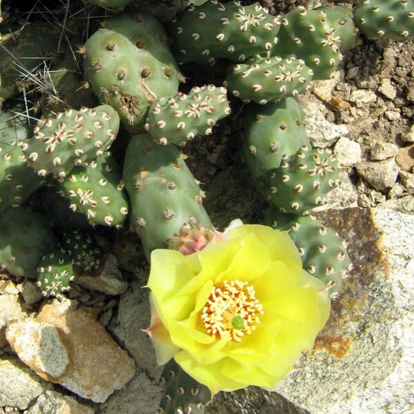 Fájl:Opuntia fragilis-2.jpg