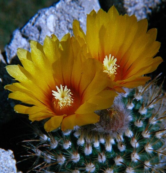 Fájl:Parodia microsperma 02-003.jpg