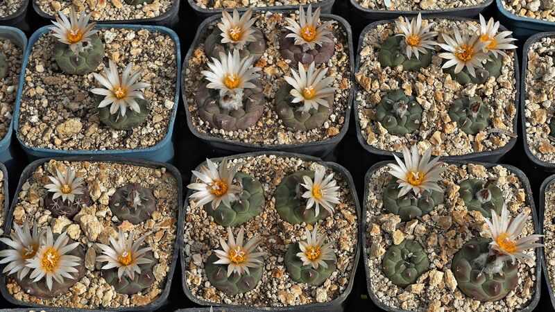 Fájl:Turbinicarpus jauernigii.SzJ 01.jpg