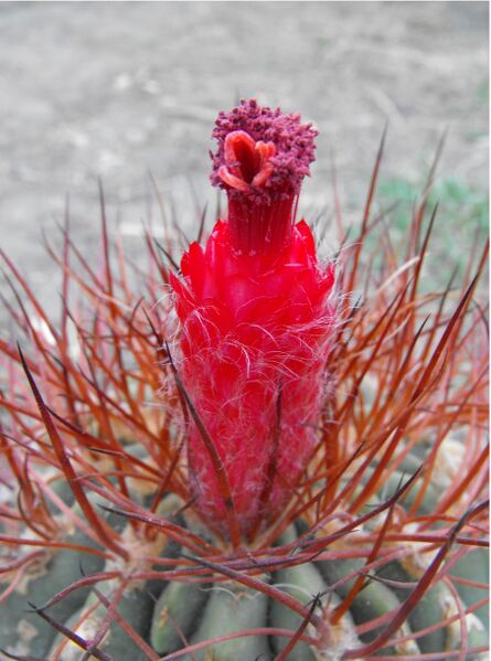 Fájl:Denmoza rhodacantha-000.jpg