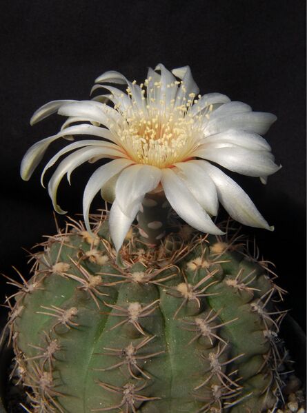 Fájl:Gymnocalycium kieslingii-000.jpg