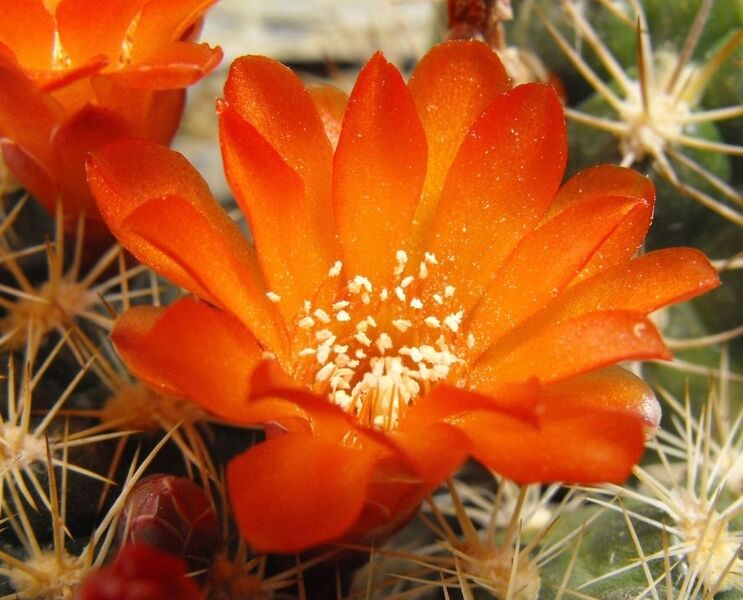 Fájl:Rebutia neocumingii trollii-1.jpg