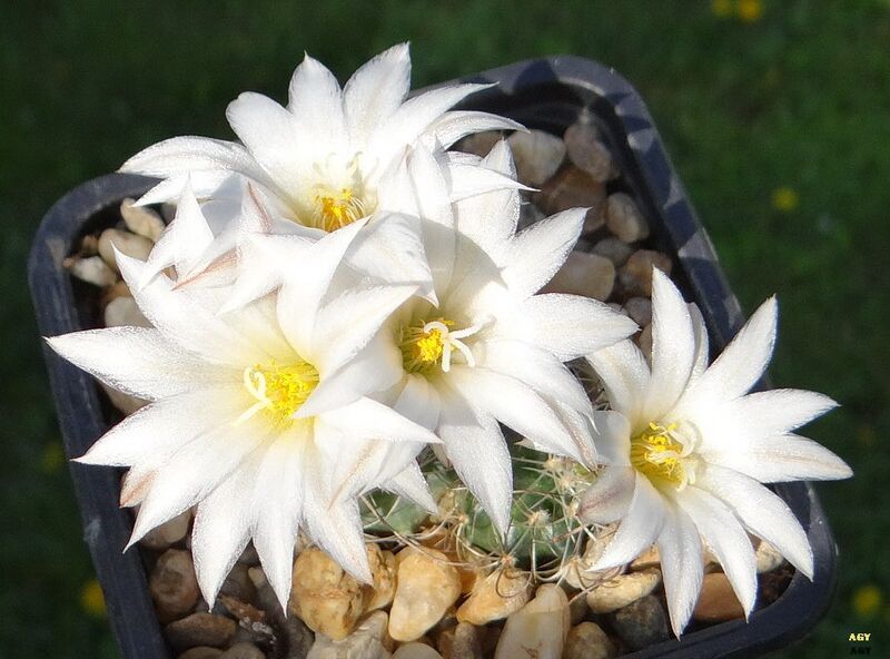 Fájl:Turbinicarpus graminispinus.SzJ 01.jpg