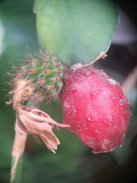 Fájl:Weberocereus rosei.VZs 01.jpg