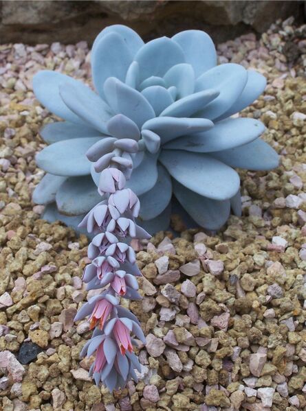 Fájl:Echeveria laui-000.jpg