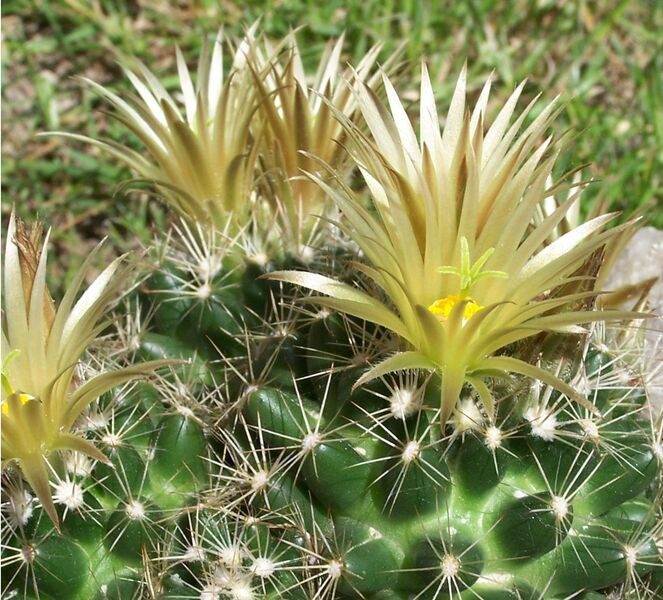 Fájl:Escobaria missouriensis subsp missouriensis-001.jpg