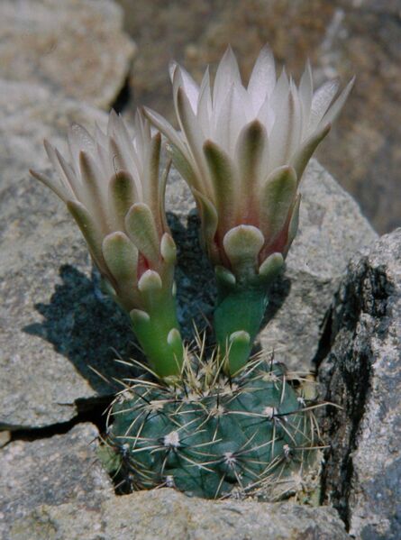 Fájl:Gymnocalycium erinaceum-000.jpg