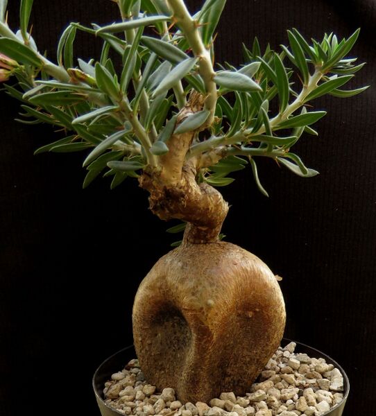 Fájl:Pachypodium bispinosum-000.jpg