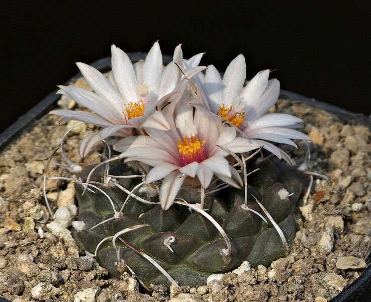 Fájl:Turbinicarpus bonatzii MZ587.SzJ 02 (1).jpg