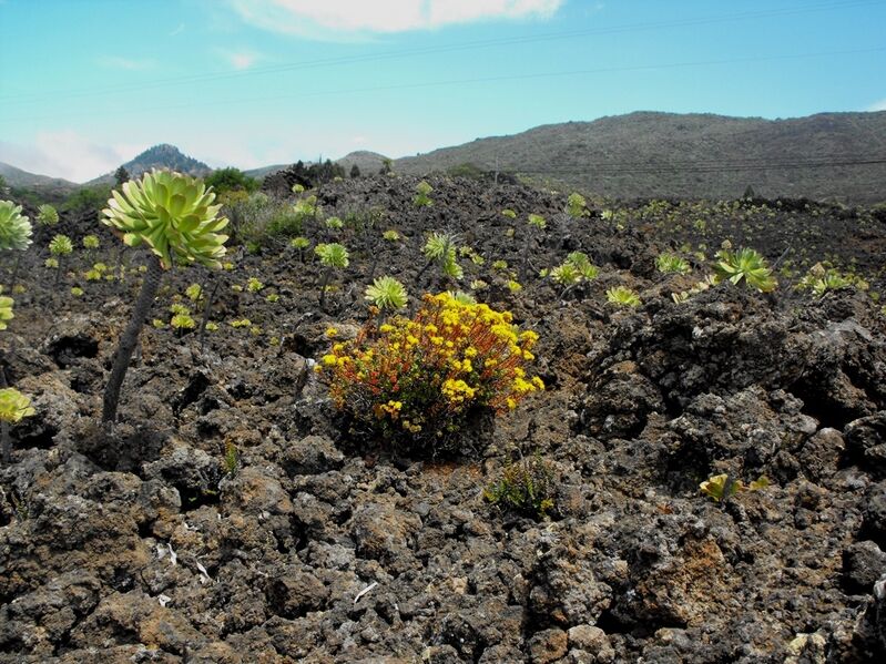Fájl:Aeonium spathulatum-001.jpg