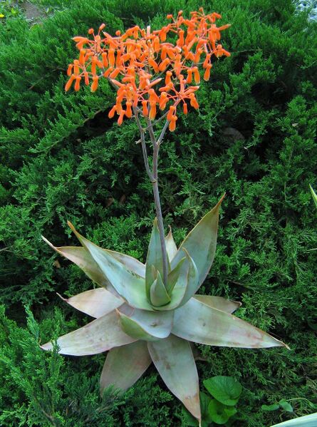 Fájl:Aloe striata-000.jpg