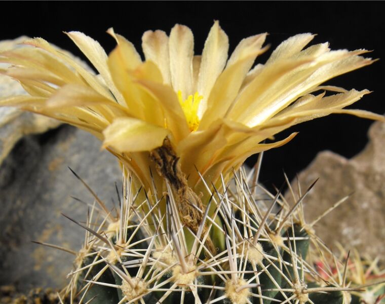 Fájl:Coryphantha salinensis-002.jpg