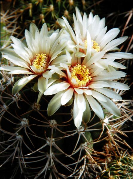 Fájl:Gymnocalycium hossei mazanense-000.jpg
