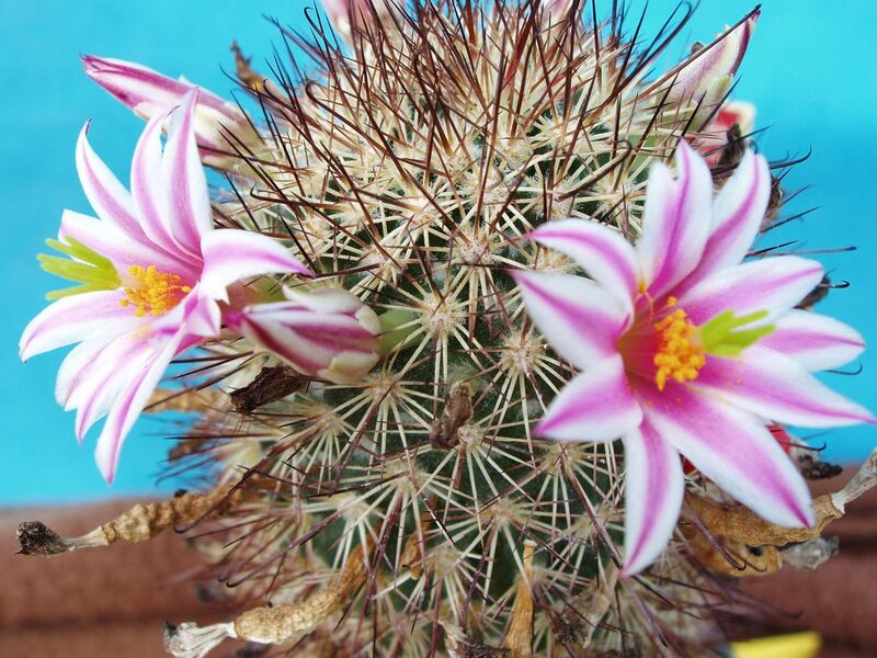 Fájl:Mammillaria blossfeldiana.jpg