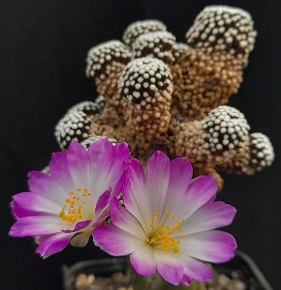 Fájl:Mammillaria luethyi.JCs 02.jpg