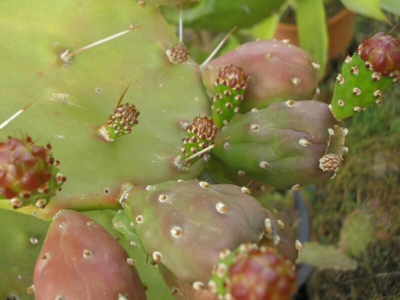Fájl:Opuntia monacantha-2.jpg