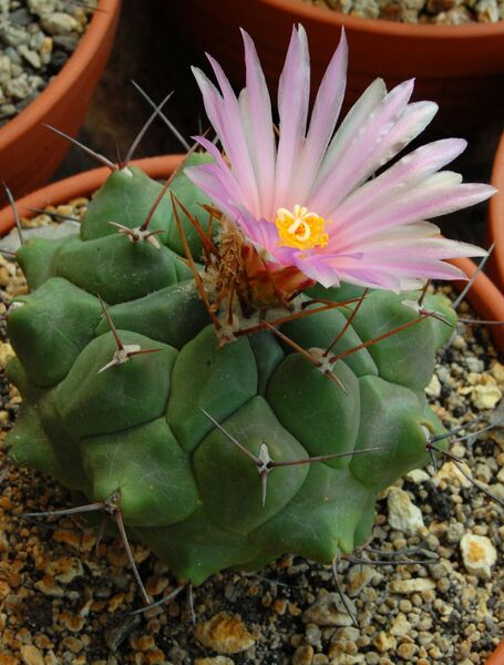 Fájl:Thelocactus multicephalus.HL 03.jpg