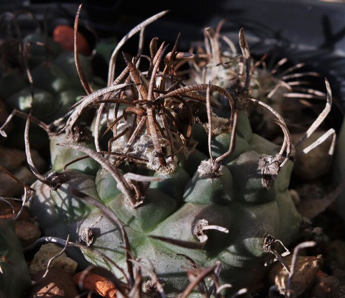 Fájl:Turbinicarpus schmiedickeanus rubriflorus-002.jpg