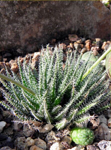 Fájl:Aloё haworthioides aurantiaca-000.jpg