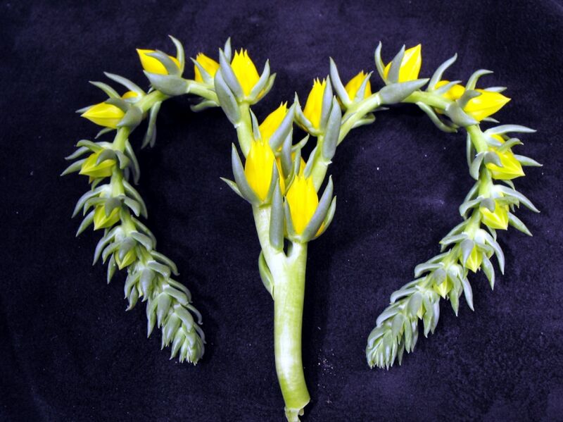 Fájl:Echeveria lutea-001.jpg