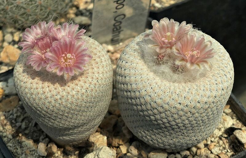 Fájl:Epithelantha bokei RSTR99.SzJ 01.jpg