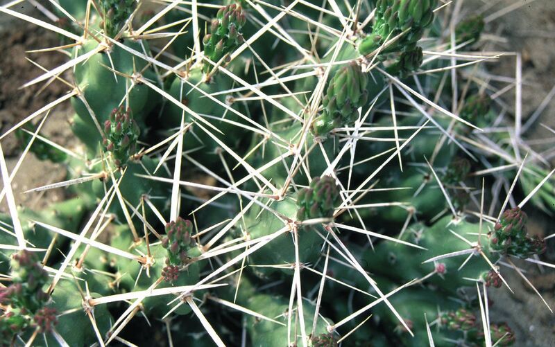 Fájl:Pozsgáslap 030-001.jpg