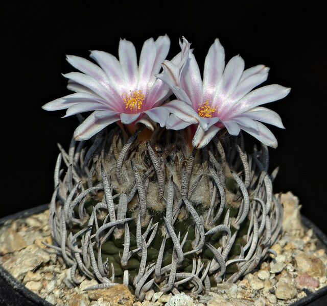 Fájl:Turbinicarpus schmiedickeanus.SzJ 01.jpg