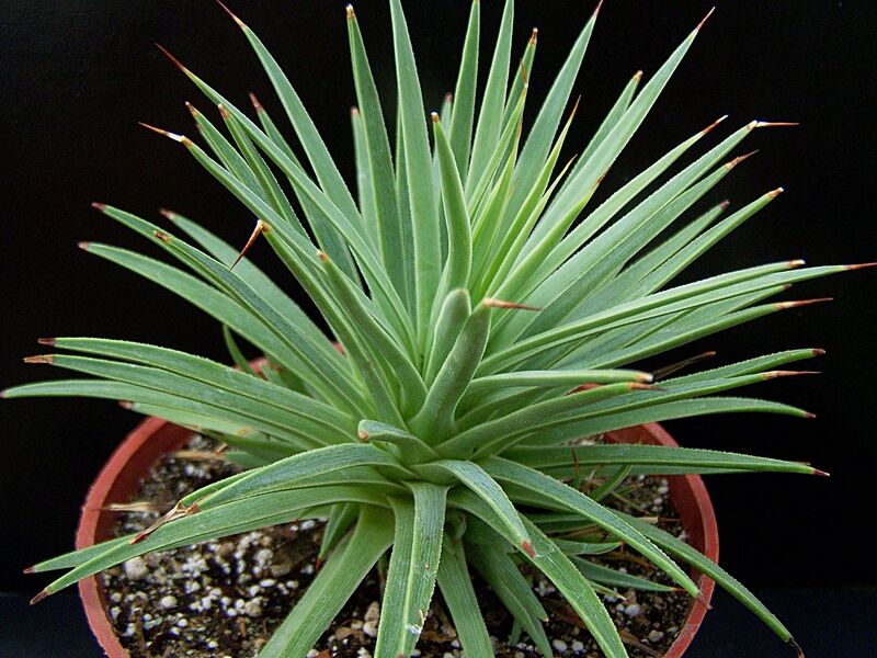Fájl:Agave stricta.Dósa 01.jpg