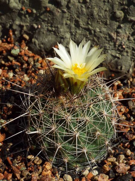 Fájl:Coryphantha delaetiana-000.jpg