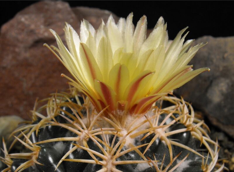 Fájl:Coryphantha retusa-001.jpg