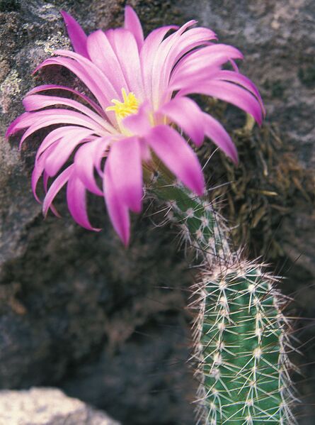 Fájl:Pozsgáslap 045-000.jpg