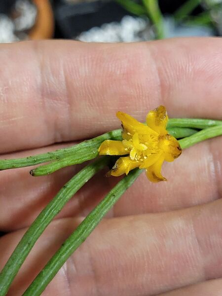 Fájl:Rhipsalis aurea.VZs 01.jpg