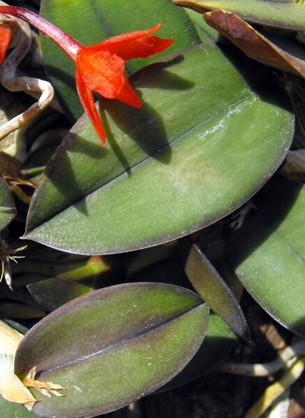 Fájl:Sophronitis cernua-1.jpg