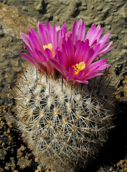 Fájl:Turbinicarpus viereckii-0.jpg