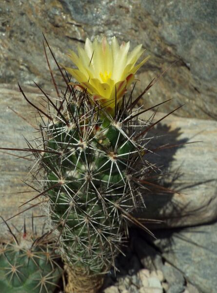 Fájl:Coryphantha pulleineana-000.jpg