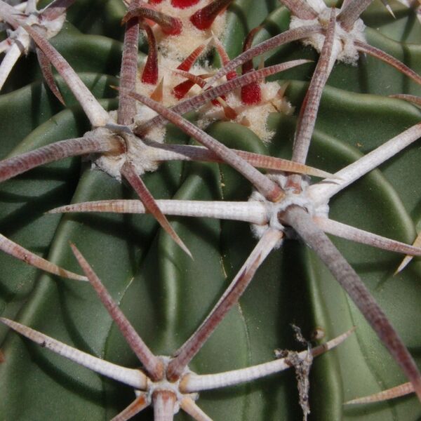 Fájl:Echinocactus texensis-002.jpg