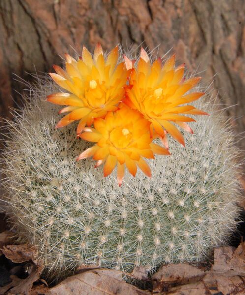 Fájl:Parodia haselbergii.PL 02.jpg