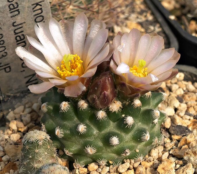 Fájl:Pediocactus knowltonii.SzJ-01.jpg