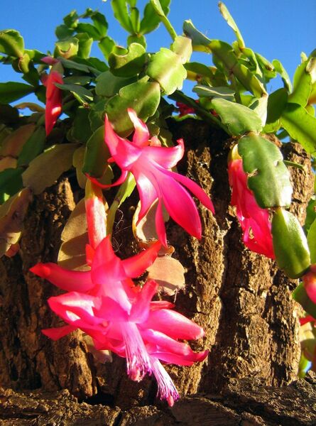 Fájl:Schlumbergera truncata 1-0.jpg
