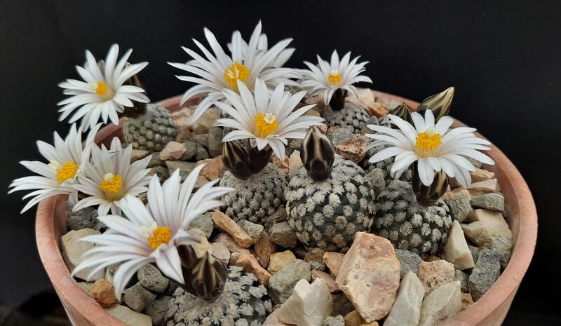 Fájl:Turbinicarpus valdezianus.JCs 01.jpg