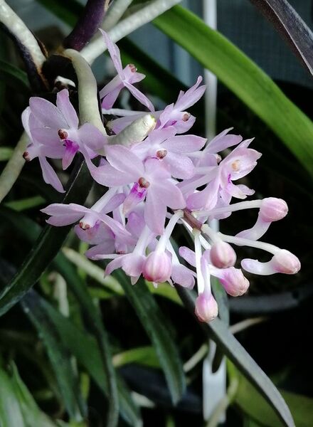 Fájl:Vanda christensoniana.VZs 02.jpg